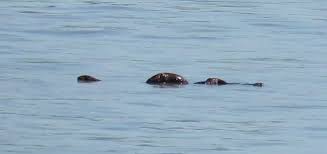 Maybe you would like to learn more about one of these? Canadian Cryptid Ogopogo Or Naitaka Is A Lake Monster Reported To Live In Okanagan Lake In British Columbia Canada The Mo Lake Monsters Sea Serpent Animals