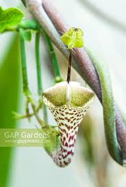 Image result for Ceropegia haygarthii