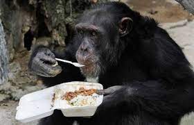 Monkey Eating Chimpanzee Animal Eating Chimp