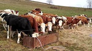 Obținută prin vânzarea producției ramurii principale; TanÄr CrescÄtor De Vaci O FermÄ De Familie Nu RezistÄ Èi Nu Are Viitor In Romania