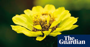 Bring a pail of water into the garden when cutting and drop the stems into the water immediately after cutting. Alys Fowler Zinnias Gardens The Guardian