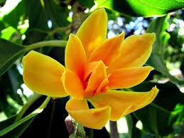 Most flowers bloom in march and april, embellishing irrigation and thorough preparation mean bountiful blooms during march and april, including penstemon, desert lupine, and mexican and california poppies. Gardening Flowers Aren T Just A Spring Thing Some Bloom In Winter Too Daily News