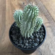 Image result for Hoodia currorii