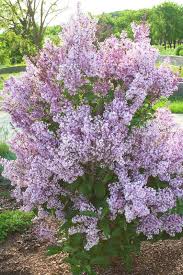 Image result for Syringa prestoniae