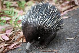 Baby Echidna By Jan Thorp Baby Animals Cute Animals Animals Beautiful