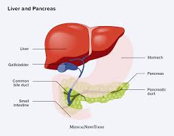 Image result for pancreas)