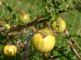 Image result for Solanum linneanum