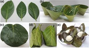 Trees in thailand can yield leaves that are as large as nine feet in length. Leaves As Dining Plates Food Wraps And Food Packing Material Importance Of Renewable Resources In Indian Culture Bulletin Of The National Research Centre Full Text
