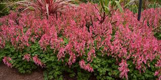 Image result for Corydalis