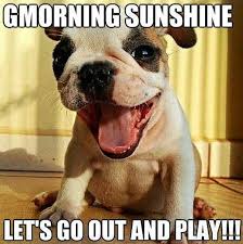 The sun is shining, wish your beloved a bright, sunny good morning inspiring them that the sun itself is cheering for you. Good Morning Sunshine Dog Humor