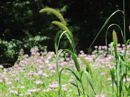 Image result for Setaria italica