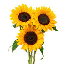 We did not find results for: 5 Stem Sunflowers From Tom Thumb In Dallas Tx Burpy Com