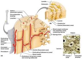 Concentric layers of bone cells (osteocytes) and bone matrix surround the central canal. Compact Bone Anatomy Anatomy Drawing Diagram