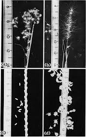 Image result for Aristida diffusa