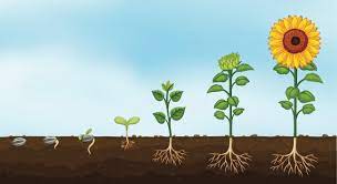 Maybe you would like to learn more about one of these? How To Grow Sunflowers Kids Do Gardening