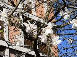 The common name, star magnolia, comes from the appearance of the tree's white flowers. A Tree With Big White Flowers Padua Northern Italy Whatsthisplant