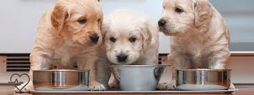 Keep in mind that adoptions occur frequently and we can not guarantee. Starting Strong Puppy And Kitten Nutrition Today S Veterinary Nurse