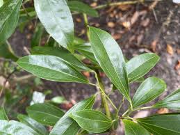Image result for Phyllanthus odontadenius