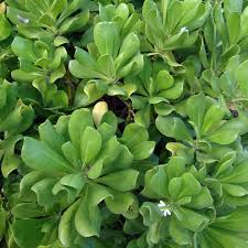 Image result for foto Vějířovka