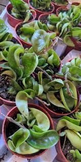 Where is hearts and flowers in prince edward island? Hearts And Flowers Home Facebook