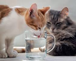You should drink a lot of water you shouldn't sleep more than 8 hours a night you shouldn't eat lots of fried food you should go skiing regularly you shouldn't drink a lot of cola or papsy you should exercise three times(?) a week you should eat fresh vegetables and fruit. Why My Cat Drinking A Lot Of Water Pets Nurturing