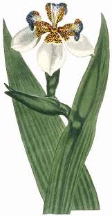 Image result for Neomarica northiana