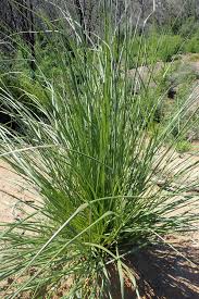 Image result for Cenchrus macrourus