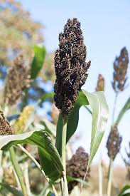 Image result for Sorghum bicolor