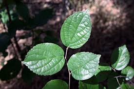 Image result for Celtis sinensis