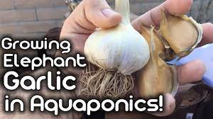 Growing Elephant Garlic In Aquaponics Youtube