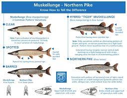 Jan 14, 2021 · muskie, pike, salmon (trolling) extra heavy: Muskie Fishing Best Lures Musky Baits Northern Pike