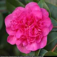 Kamelia Debbie Camellia Williamsii Debbie Camellia Flowers Debbie