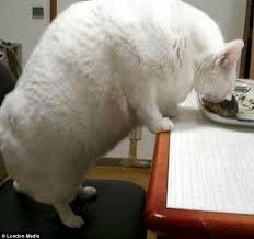 Maybe you would like to learn more about one of these? Fat Cat Attack Humans Are Clearly Not The Only Ones Who Overindulged At Christmas Daily Mail Online