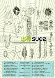 Micro Organisms For Which Freshwater Is Their Natural