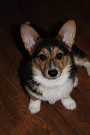 If you're thinking about adopting a corgi puppy, here's the information that you need to know. Gertie 5 Month Old Corgi Corgi Dachshund Pictures Puppies