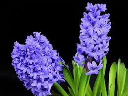 There are over 400,000 types of flowering plants, so there is sure to be a flower that speaks to your unique personality! Most Popular Flowers To Give As Gifts For Easter