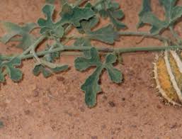 Image result for Cucumis prophetarum