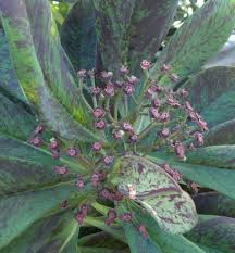 Image result for Euphorbia umbellata