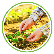 (gwg), at the gwg batu arang farm near rawang in selangor. Gwg Online E Shop Malaysia Best Seeds Online