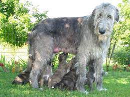 Litters Irish Wolfhound Irish Wolfhound Puppies Wolfhound