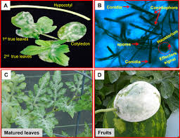 Maybe you would like to learn more about one of these? Elucidation Of Resistance Signaling And Identification Of Powdery Mildew Resistant Mapping Loci Clapmr2 During Watermelon Podosphaera Xanthii Interaction Using Rna Seq And Whole Genome Resequencing Approach Scientific Reports