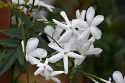 Image result for Jasminum pauciflorum