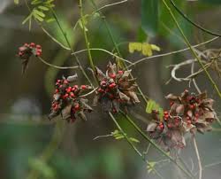 Image result for Abrus fruticulosus