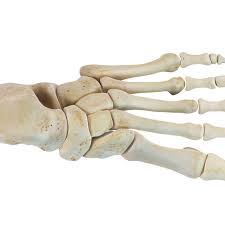 Maybe you would like to learn more about one of these? Overview Of The Tarsal Bones In The Foot