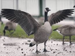 Widespread across the united states and canada our largest goose, only outsized by swans. Will Canada Geese Brought To Kingsville Move To Goose Plagued Windsor Windsor Star