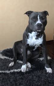 Welcome to our dog store with a rich choice of products for staffy training and walking! American Staffordshire Terrier Deckrude Raunheim Hessen Snautz De