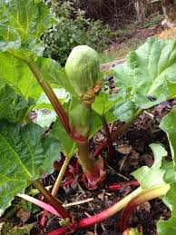 The thick green stalks emerge from the center of the plant, usually only on plants more than three. How To Care For Your Rhubarb In Early Spring