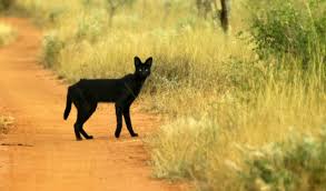 The serval is sometimes called the cat of spare parts because of it's unusual appearance: A Melanistic Serval Cat In Kenya Observation Of The Week 11 17 18 Inaturalist