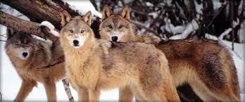 What is an apex predator. The Importance Of Apex Predators For A Healthy Ecosystem Greener Ideal
