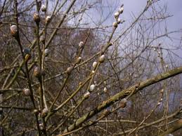 Image result for Goat Willow